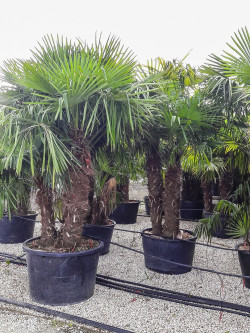 TRACHYCARPUS fortunei