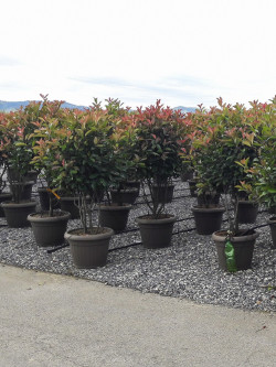 PHOTINIA fraseri RED ROBIN En pot forme cépée