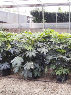 FATSIA japonica ou sieboldii