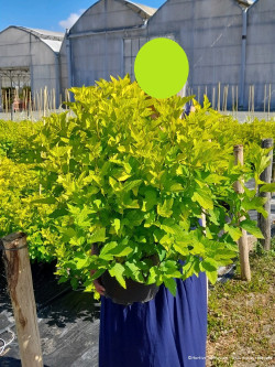 PHYSOCARPUS opulifolius ANGEL GOLD En pot de 10-12 litres