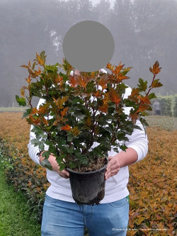 PHYSOCARPUS opulifolius DIABLE D'OR En pot de 4-5 litres