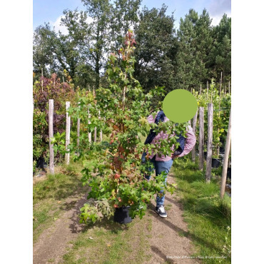 LIQUIDAMBAR styraciflua En pot de 15-20 litres forme baliveau