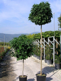 LIQUIDAMBAR styraciflua GUMBALL En pot de 35-50 litres tige hauteur du tronc 190-210 cm