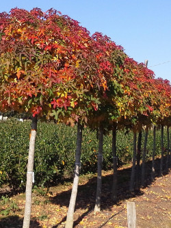 LIQUIDAMBAR styraciflua GUMBALL