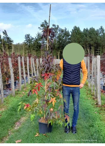 LIQUIDAMBAR styraciflua THEA En pot de 15-20 litres forme forme baliveau