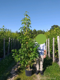 LIQUIDAMBAR styraciflua WORPLESDON En pot de 15-20 litres forme forme baliveau