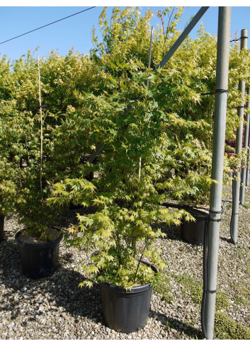 ACER palmatum En pot de 25-30 litres buisson hauteur 150-175 cm
