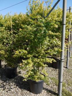 ACER palmatum En pot de 25-30 litres buisson hauteur 150-175 cm