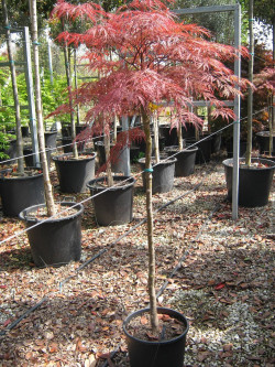 ACER palmatum DISSECTUM GARNET En pot 15-20 litres tige hauteur du tronc 090-110 cm