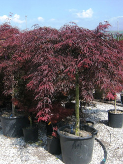 ACER palmatum DISSECTUM INABE SHIDARE