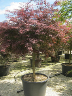 ACER palmatum DISSECTUM INABE SHIDARE En pot de 110-130 litres tige hauteur du tronc 090-110 cm diamètre de la tête 125-150 cm