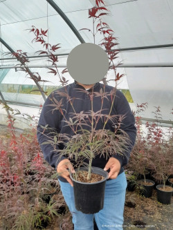 ACER palmatum ENKAN En pot de 4-5 litres buisson hauteur 040-060 cm
