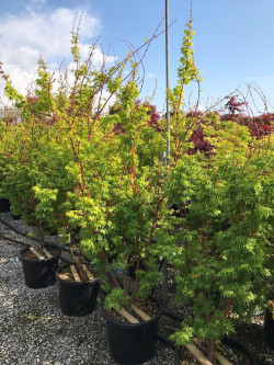 ACER palmatum SENKAKI ou SANGOKAKU En pot de 25-30 litres buisson hauteur 100-125 cm