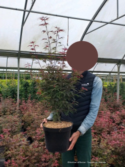 ACER palmatum SHAINA En pot de 10-12 litres buisson hauteur 060-080 cm