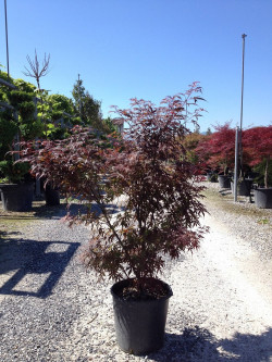 ACER palmatum SKEETER'S BROOM En pot de 15-20 litres buisson hauteur 080-100 cm