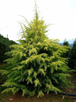 CEDRUS deodara AUREA