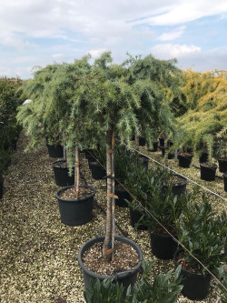CEDRUS deodara FEELING BLUE