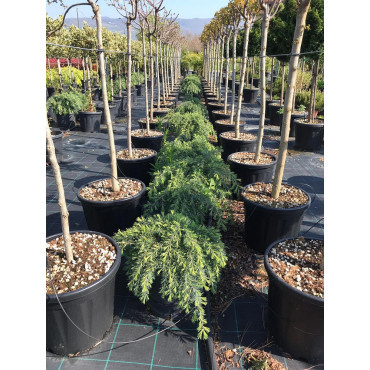 CEDRUS deodara FEELING BLUE