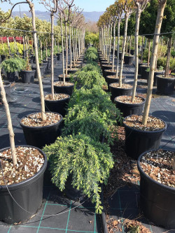 CEDRUS deodara FEELING BLUE