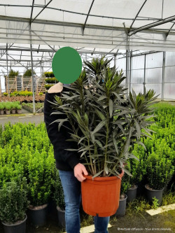 NERIUM oleander ROUGE En pot de 15-20 litres