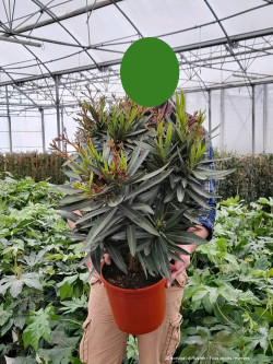 NERIUM oleander BLANC En pot de 7-10 litres
