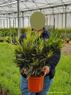 NERIUM oleander SAUMON En pot de 4-5 litres