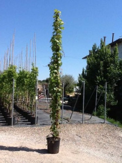 PARTHENOCISSUS tricuspidata VEITCHII En pot de 10-12 litres
