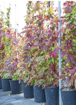 PARTHENOCISSUS quinquefolia ENGELMANNII En pot de 10-12 litres