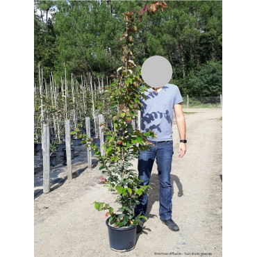 PARROTIA persica VANESSA En pot de 15-20 litres forme baliveau