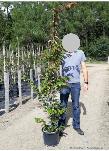 PARROTIA persica VANESSA En pot de 15-20 litres forme baliveau