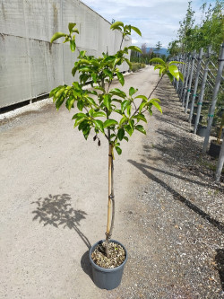 KAKI En pot de 12-15 litres tige hauteur du tronc 090-110 cm