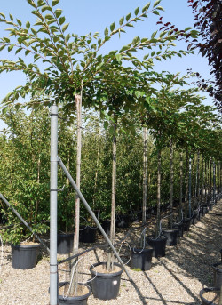 PRUNUS ACCOLADE En pot de 30-35 litres hauteur du tronc 190-210 cm