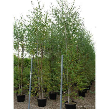 BETULA verrucosa ou pendula En pot de 35-50 litres forme cépée