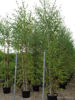 BETULA verrucosa ou pendula En pot de 35-50 litres cépée hauteur 250-300 cm