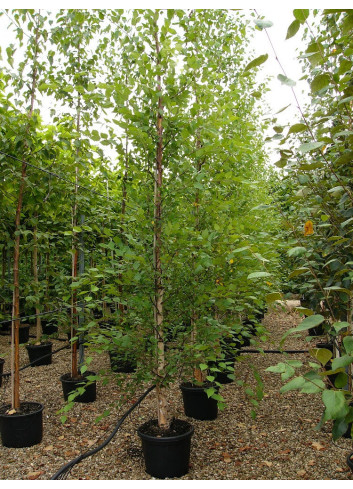 BETULA nigra HERITAGE En pot de 35-50 litres forme tige ramifiée