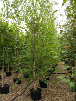 BETULA nigra HERITAGE