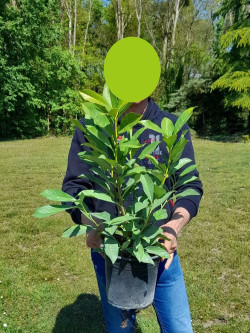 PRUNUS laurocerasus CAUCASICA En pot de 4-5 litres