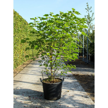 BROUSSONETIA papyrifera En pot de 70-90 litres buisson hauteur 175-200 cm