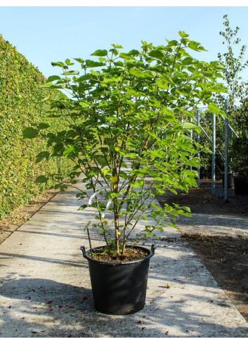 BROUSSONETIA papyrifera En pot de 70-90 litres buisson hauteur 175-200 cm
