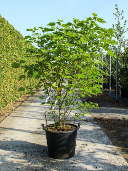 BROUSSONETIA papyrifera En pot de 70-90 litres buisson hauteur 175-200 cm