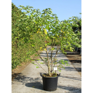 BROUSSONETIA papyrifera En pot de 50-70 litres buisson hauteur 150-175 cm