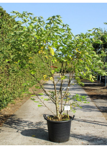 BROUSSONETIA papyrifera En pot de 50-70 litres buisson hauteur 150-175 cm