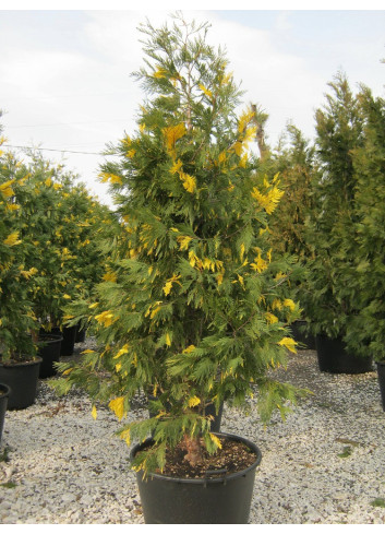 CALOCEDRUS decurrens AUREOVARIEGATA En pot de 70-90 litres