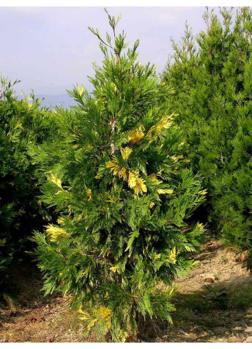 CALOCEDRUS decurrens AUREOVARIEGATA