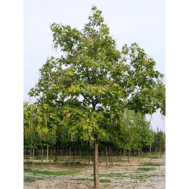 CATALPA bignonioides