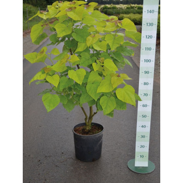 CATALPA bignonioides AUREA En pot de 15 litres forme touffe