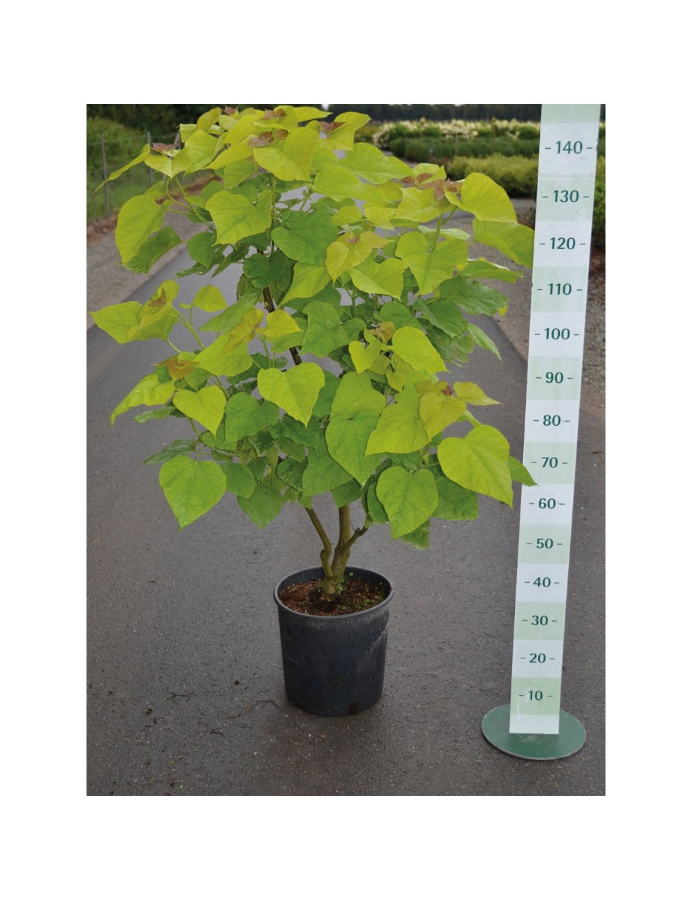 25 Semi Di Catalpa Del Sud 'Aurea' - Catalpa Bignoniaceae, Albero Ornamentale
