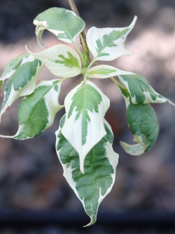 CORNUS alternifolia ARGENTEA