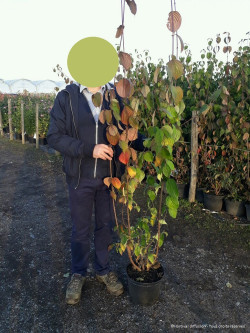 CORNUS officinalis En pot de 10-12 litres buisson hauteur 080-100 cm
