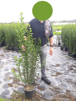 LIGUSTRUM ovalifolium En pot de 3-4 litres